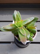 himaturi 01-20211024-03.jpg