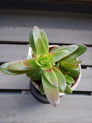 himaturi 01-20211024-04.jpg