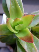 himaturi 01-20211024-08.jpg