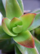 himaturi 01-20211024-09.jpg